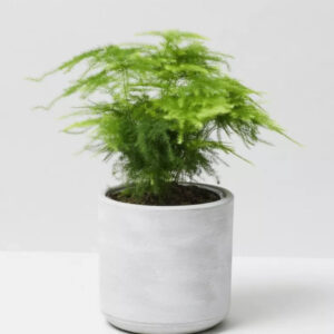 Cret Plant ( Peace Lily)