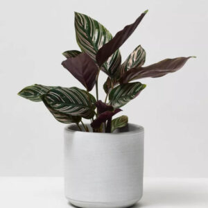 Calathea Pin-Stripe