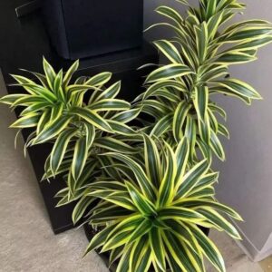 Son Of India Plant Green