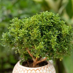 Table Kamini plant (Murraya paniculata)